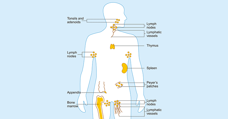 The organs of the immune system in the body