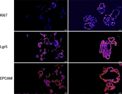 Stem‑cell and Proliferation Marker Sections