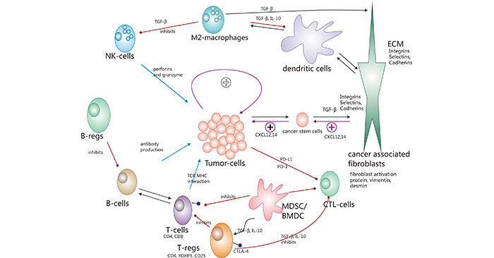 Schematic overview about the most important mechanisms and interactions of the tumor microenvironment (TME)