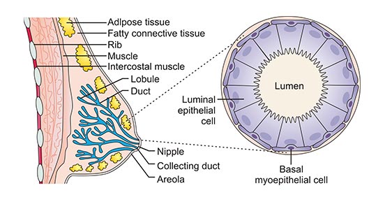 The structure of breast