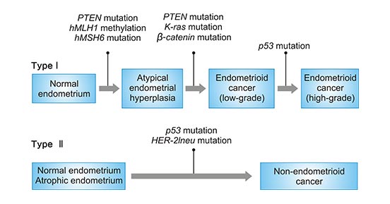 endometrium rák pten)