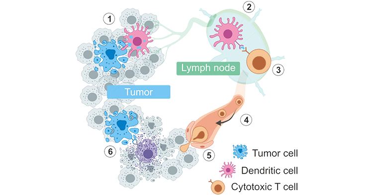 The Cancer–Immunity Cycle