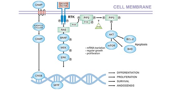 Crucial pathways in melanoma pathogenesis (based on current knowledge)