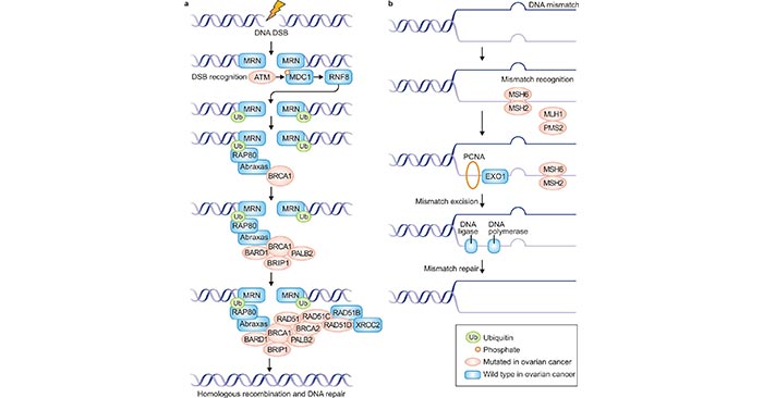 DNA repair mechanisms and ovarian cancer