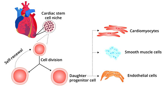 Functional properties of cardiac stem cells