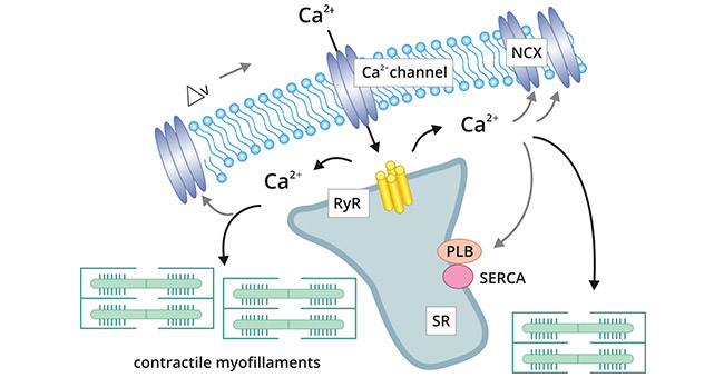 Model of Ca2+ regulation in cardiomyocytes