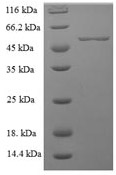 Recombinant Human MFGE8 SDS