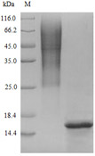 Recombinant Human GLP1R SDS