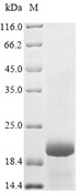 Recombinant Human GLP1R SDS