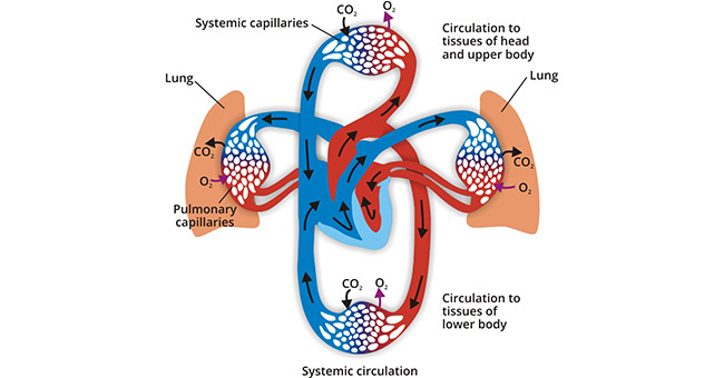 The diagram of cardiovascular system