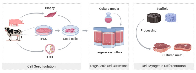 Cell Culture Meat Growth Factors