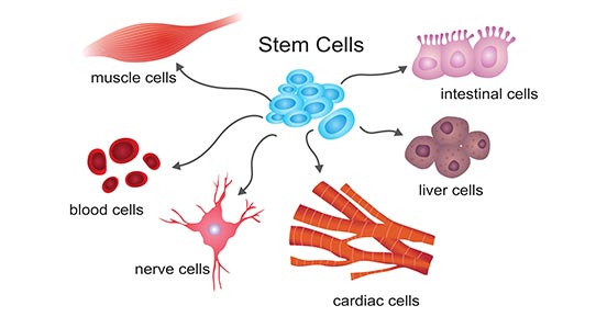 The diagram of cell differentiation
