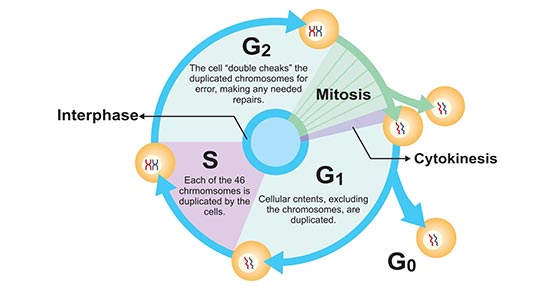 The diagram of cell growth and reproduction