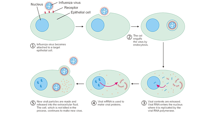 The Cycle of virus infected host cell