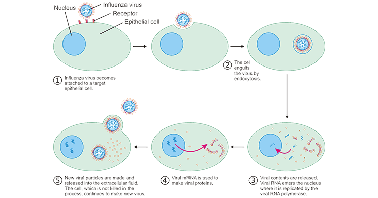 How does Immunity Fight against Viral Infection?- CUSABIO
