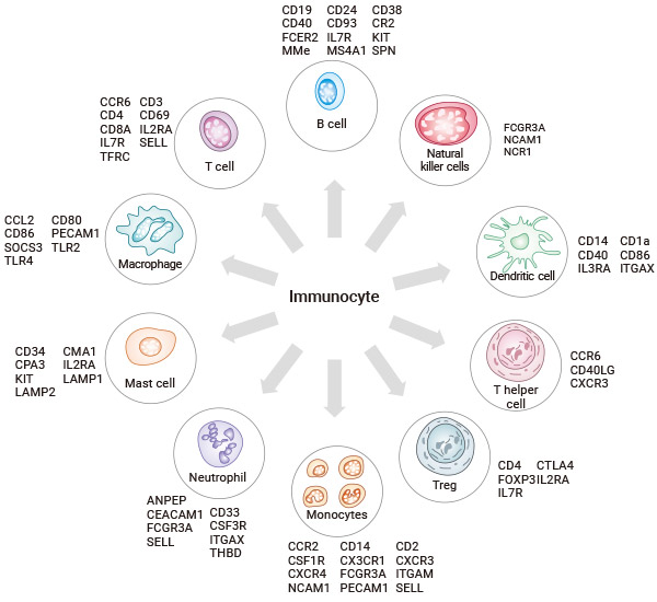 The common types of immunocytes and their markers