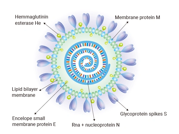 Structure of the coronaviruses