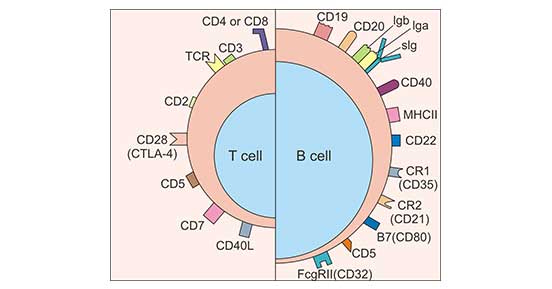 The cell surface markers of T cell and B cell