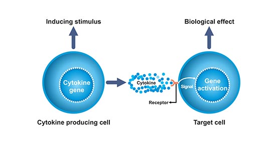 The main types of cell producing cytokines