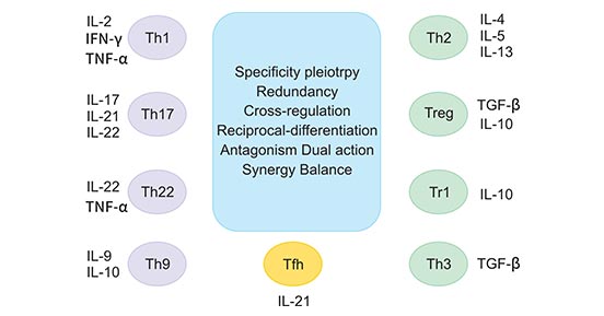 The involvement of different T cell subsets and the cytokines produced by them in the pathogenesis of autoimmune disorders