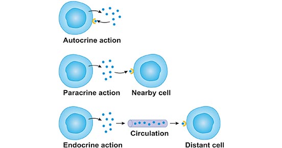 The Properties of Cytokines