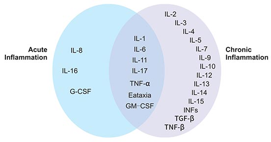 Cytokines involved in acute and chronic inflammatory responses