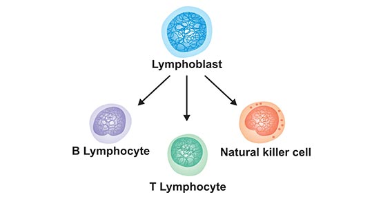 The types of lymphocytes