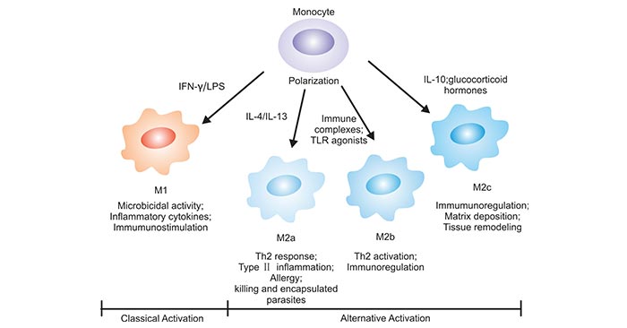 Monocytes can differentiate into distinct phenotypical macrophages.