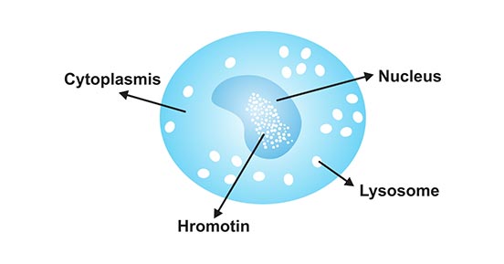 The typical structure of moncytes