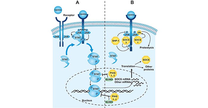 Regulation of the JAK-STAT signal transduction pathway