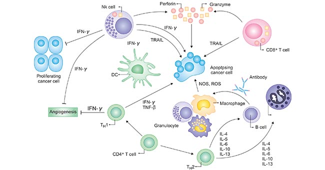 Cytokines exert stimulatory and suppressive signals on many types of immune cells