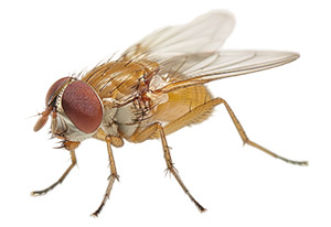 Drosophila