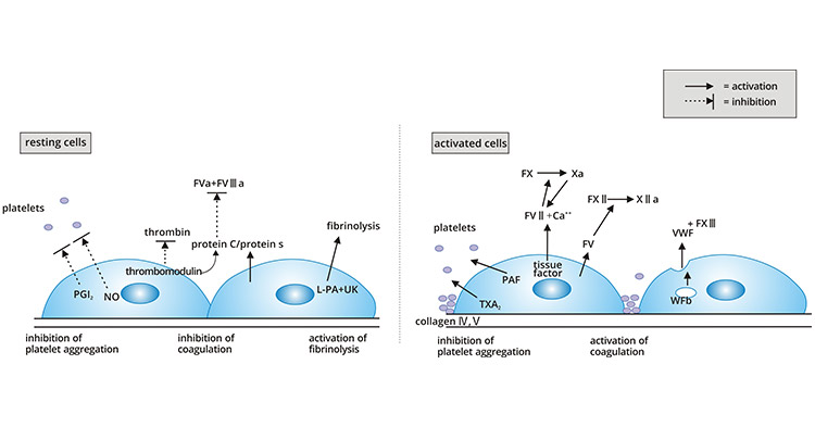 Schematic representation of the role played by endothelial cells in coagulation and fibrinolysis pathways