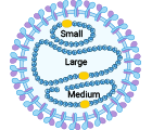 Hantavirus Structure