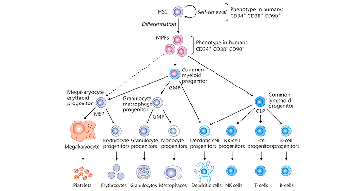 Developmental hierarchy of the hematopoietic system