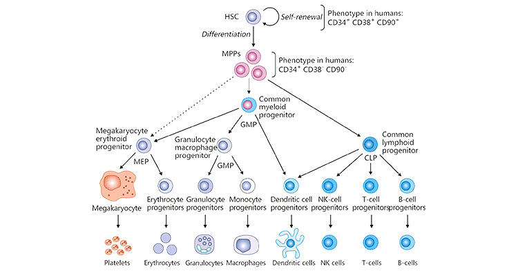 What is Hematopoietic System Biology Diagrams