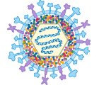 Hepatitis Virus Structure