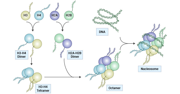 Histone structure and nucleosome assembly