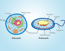 Cell Biology