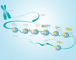 ChIP-grade Antibodies