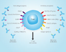 Immune Checkpoint