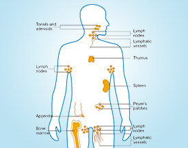 Immunology