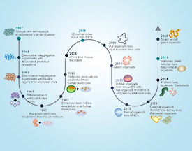 Organoids