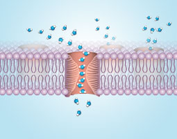 Aquaporin