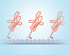 Biotinylated Proteins