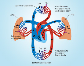 Cardiovascular