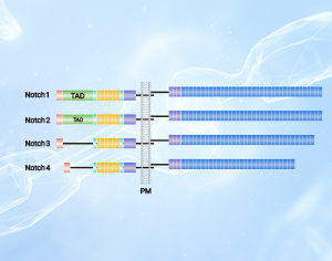 Notch Receptors and Ligands