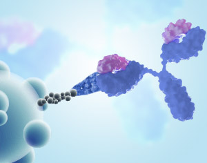 Anti-payload Antibodies