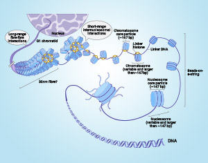 Histones