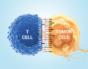 ELISA Kits for Immune Checkpoints Research